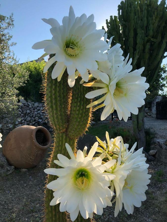 Guillo * Pollenca