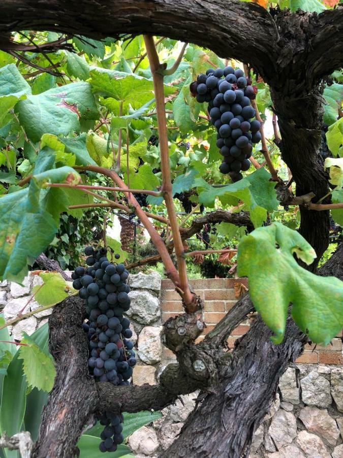 Guillo * Pollenca