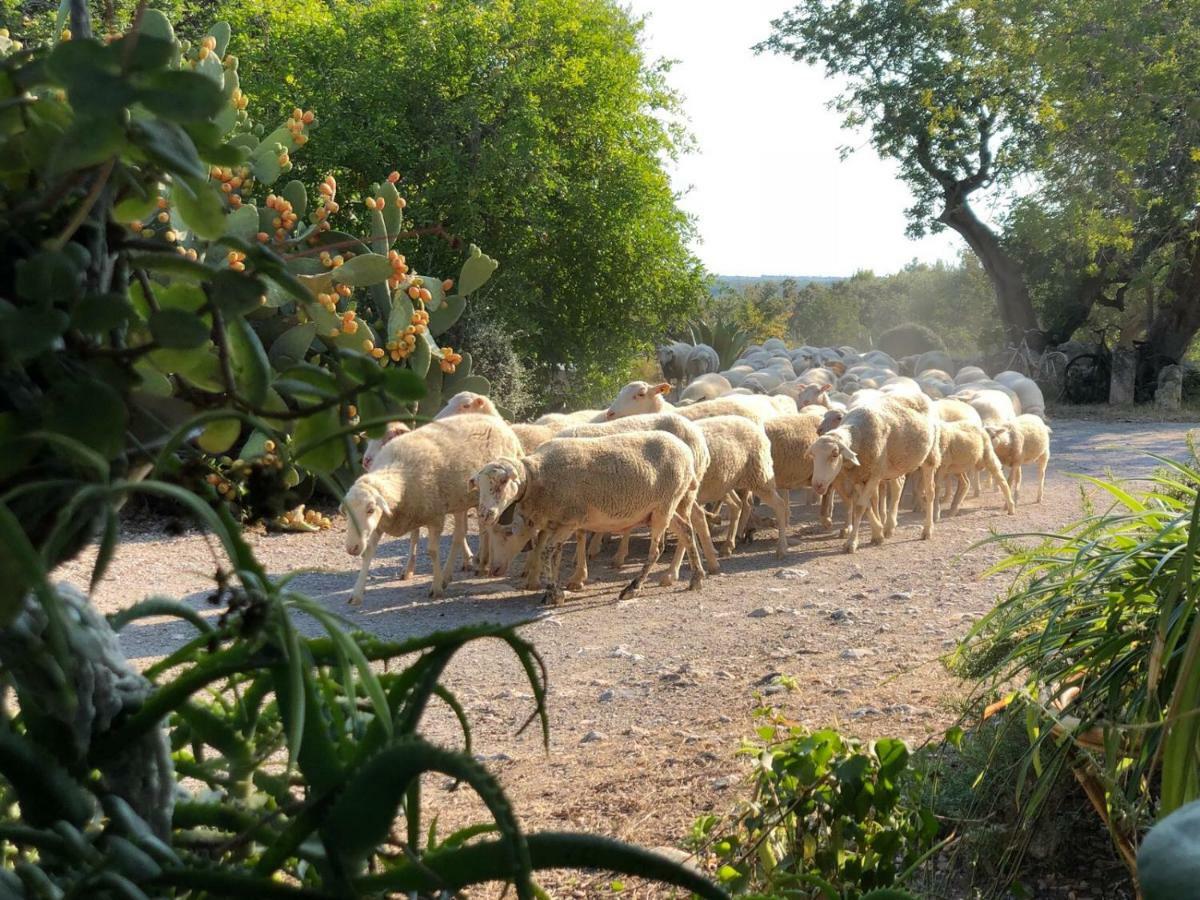 Farm stay Guillo *