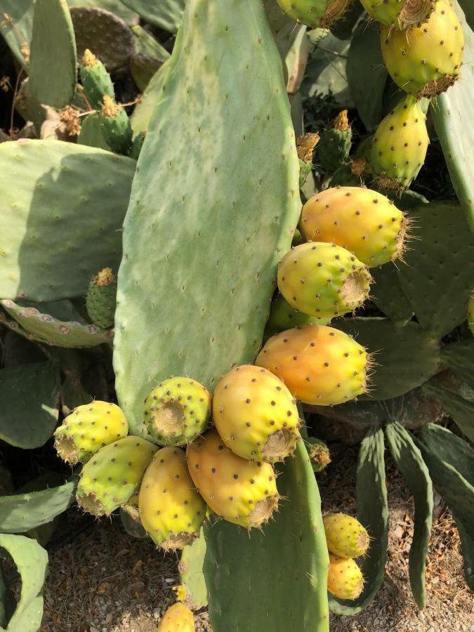 Guillo * Pollenca