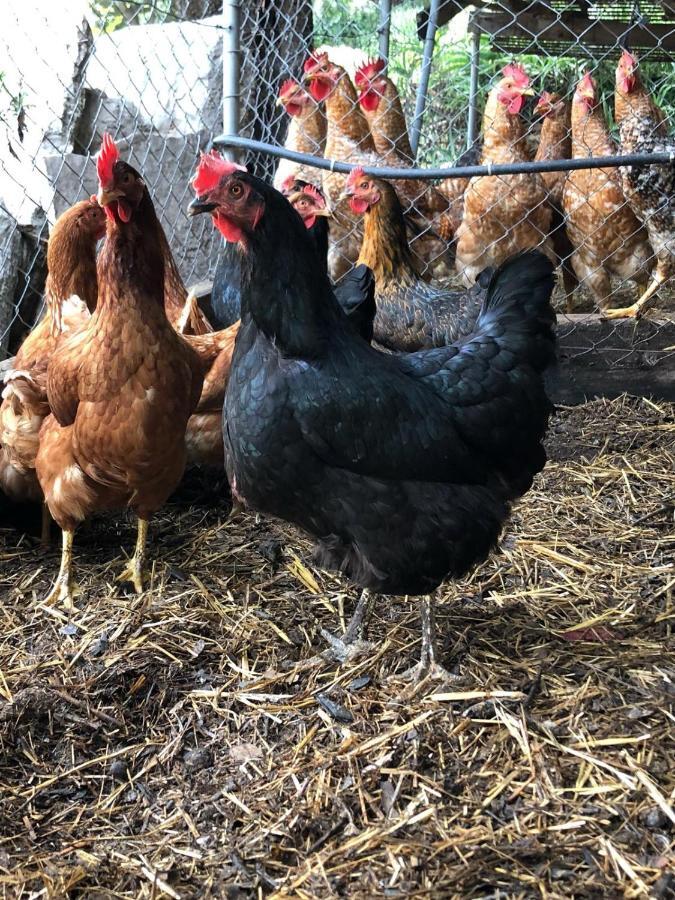 Farm stay Guillo